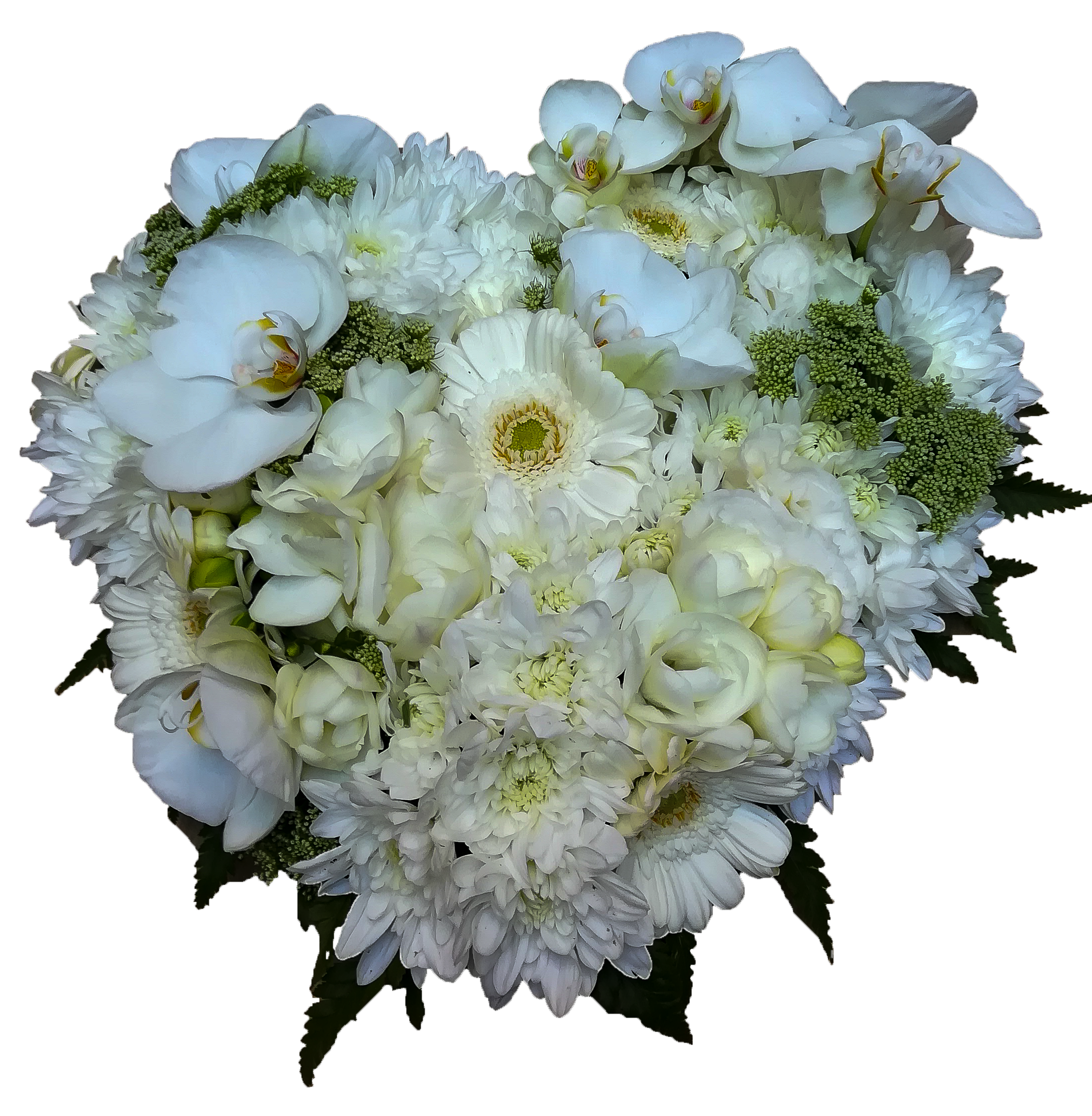 fleur fond blanc mort site 2.2