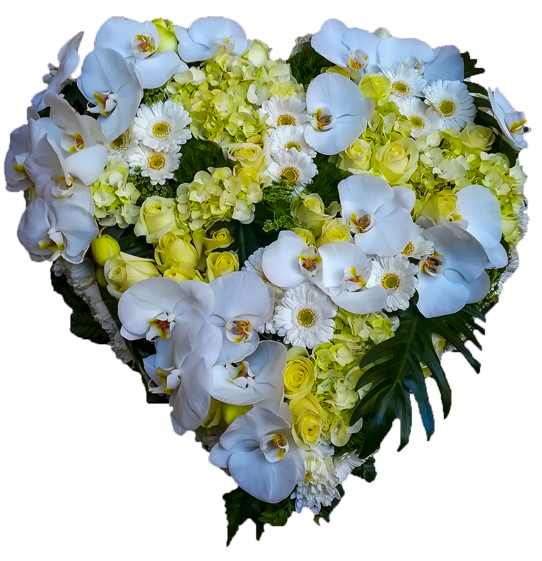 fleur fond blanc mort site 3.2
