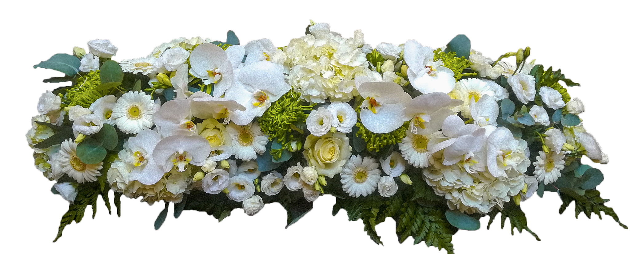 fleur fond blanc mort site 4.2